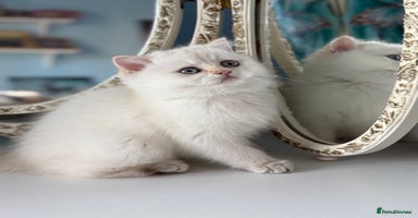 British Shorthair cats Only one BSH Snowwhite girl with blue eyes left 🌟 - Advert 7