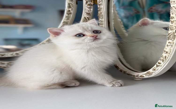 British Shorthair cats - Advert 2