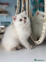 British Shorthair cats Only one BSH Snowwhite girl with blue eyes left 🌟 - Advert 7