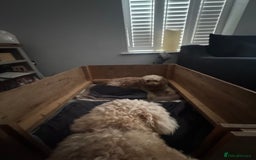 Cockapoo dogs for sale: F1 Cockapoo puppies  - Image 10