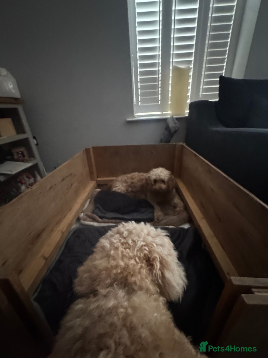 Cockapoo dogs for sale: F1 Cockapoo puppies  - Image 10