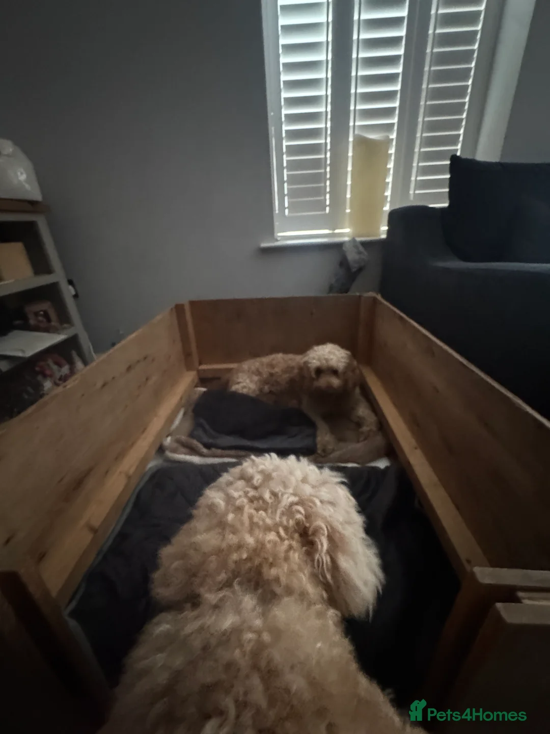 Cockapoo dogs for sale: Cockapoo Puppy  - Advert 13