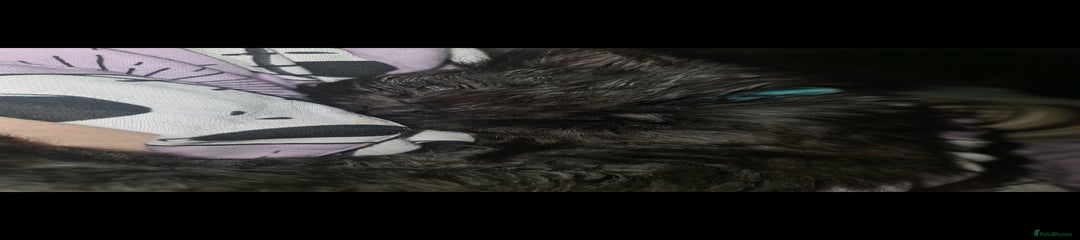 Mixed Breed Kitten 2