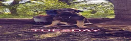 Cane Corso dogs for adoption: Rocko loving home wanted  - Advert 3