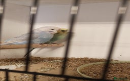 Budgerigars birds for sale: Budgies  - Image 6