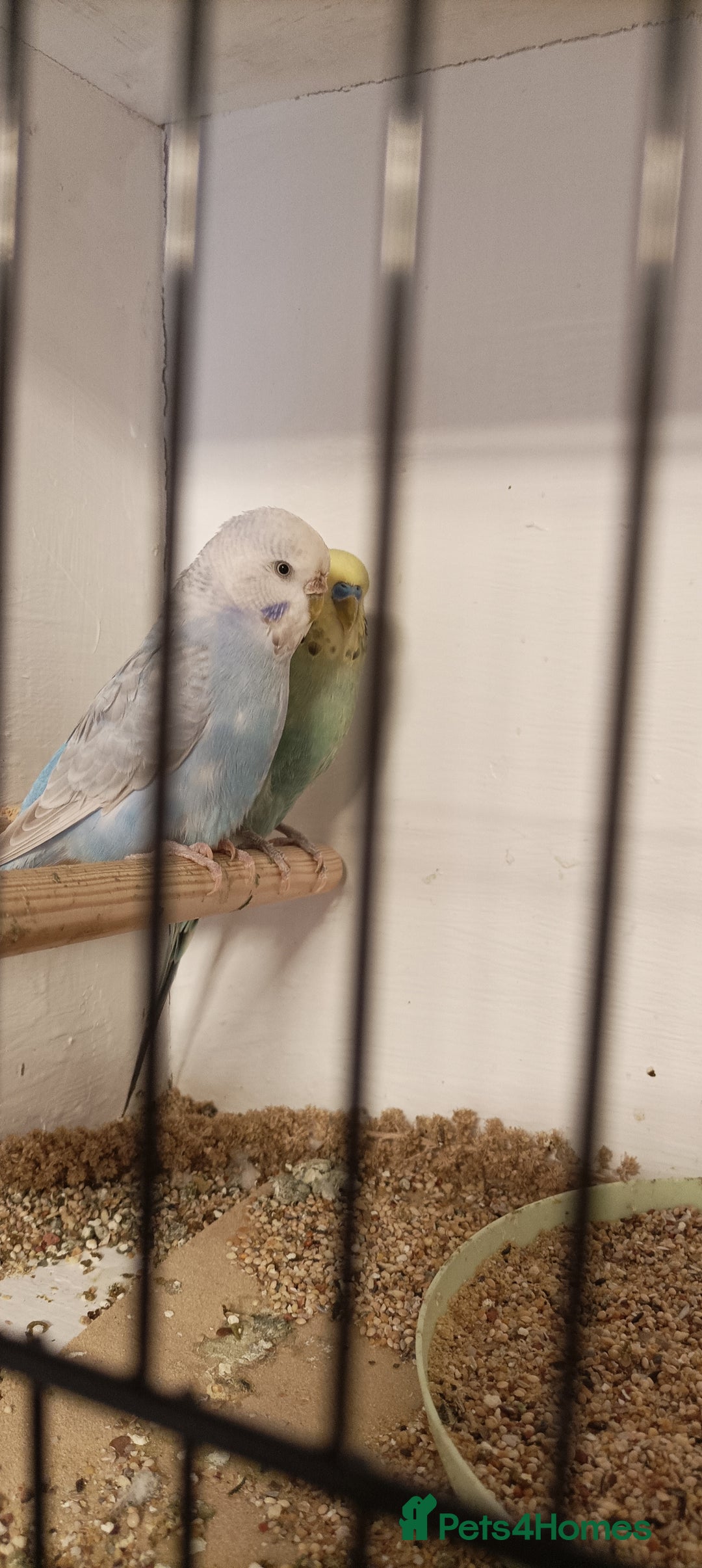 Budgerigars birds for sale: Budgies  - Image 6