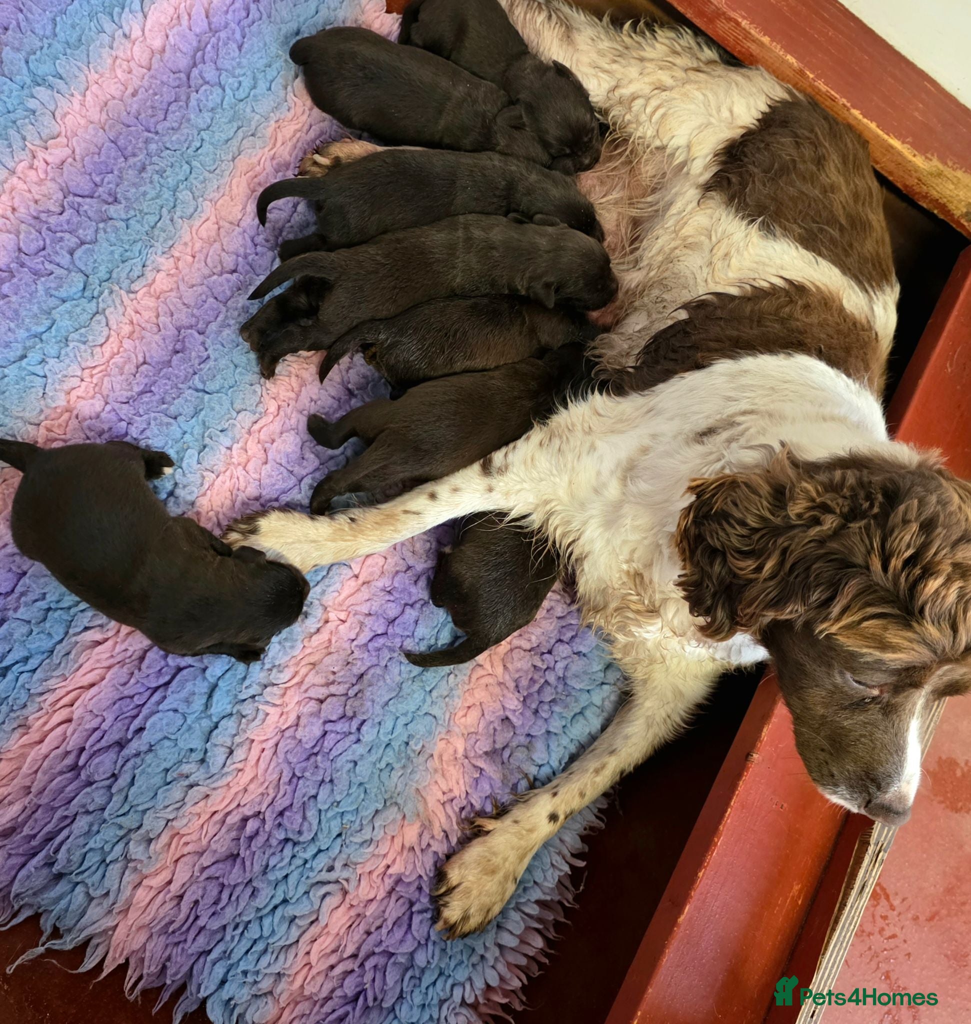 Cockerdor dogs Beautiful chocolate Springador puppies  - Advert 2