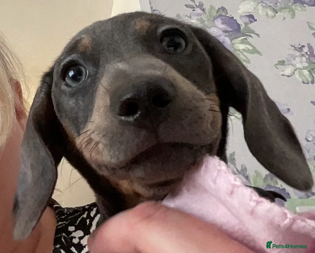 Miniature Dachshund dogs for sale:  Miniature dachshunds for sale in Southport  - Advert 21