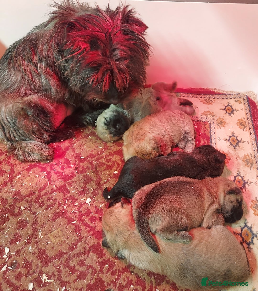Cairn Terrier dogs for sale: Cairn terrier puppies  - Advert 3
