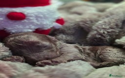 Cockapoo dogs for sale: ✨ Beautiful F2 Multi-Gen Cockapoo Puppies 4 Left - Image 20