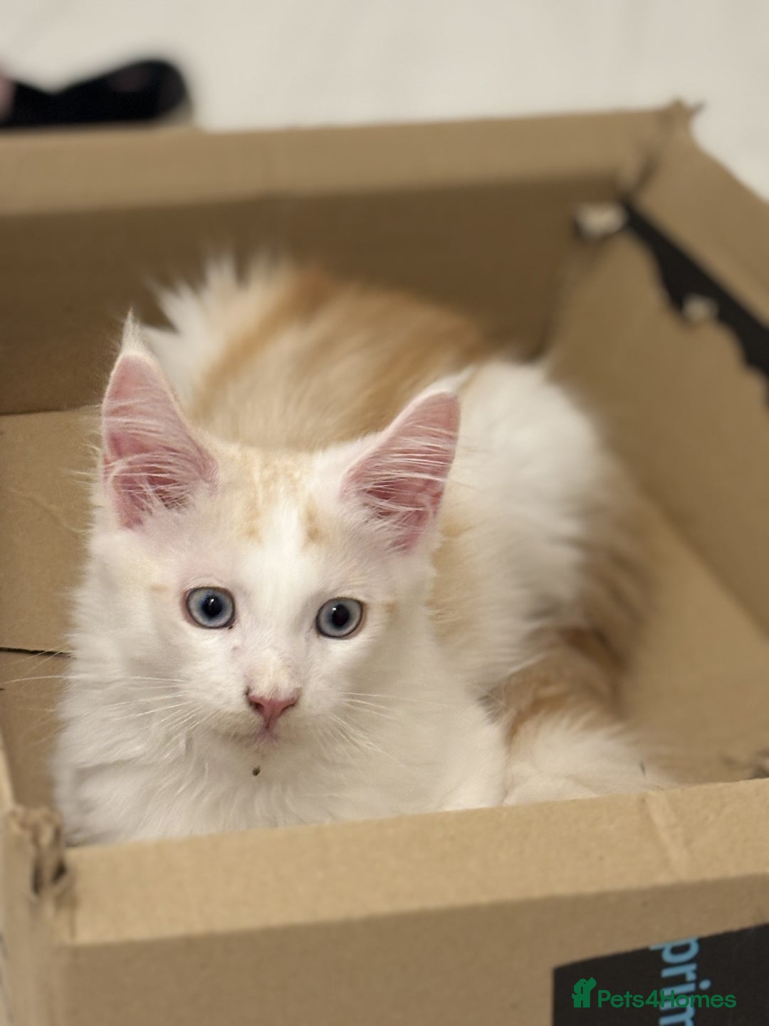 Maine Coon cats for sale: Maine Coon boy Blue Eyes very energetic Olivier - Image 7