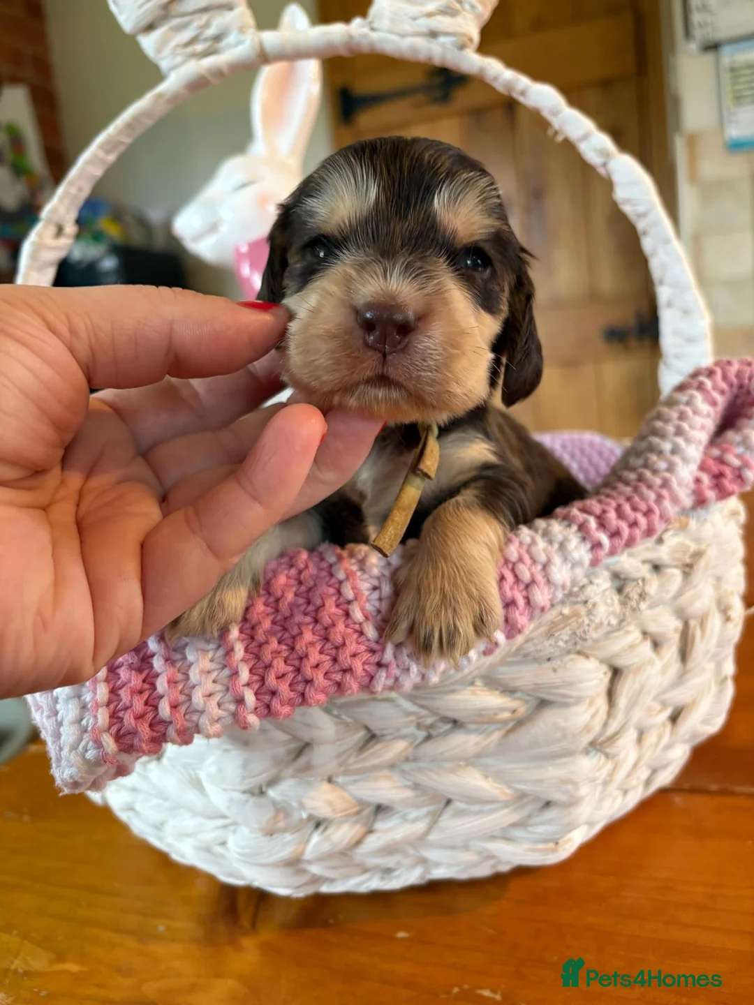 Cocker Spaniel dogs for sale: Chocolate Sable Show Cockers ✨ - Advert 1