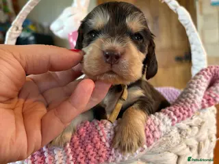 Cocker Spaniel dogs Chocolate Sable Show Cockers ✨ - Advert 12