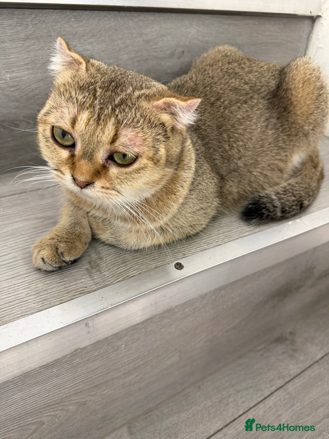Scottish Fold cats for sale: Adorable Scottish Fold/straight Kittens for Sale - Advert 2