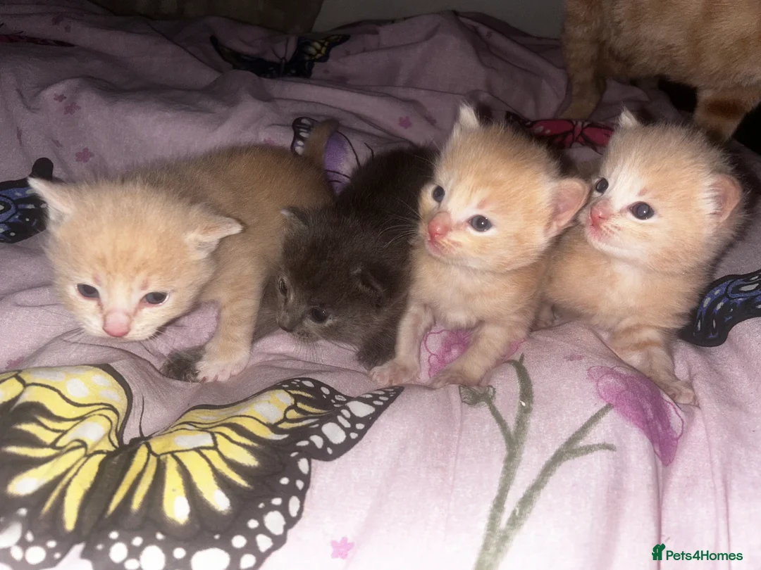 Mixed Breed cats for sale: Ragdoll mix  in London - Advert 5