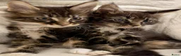 Maine Coon cats for sale: Mainecoon kittens  - Advert 12