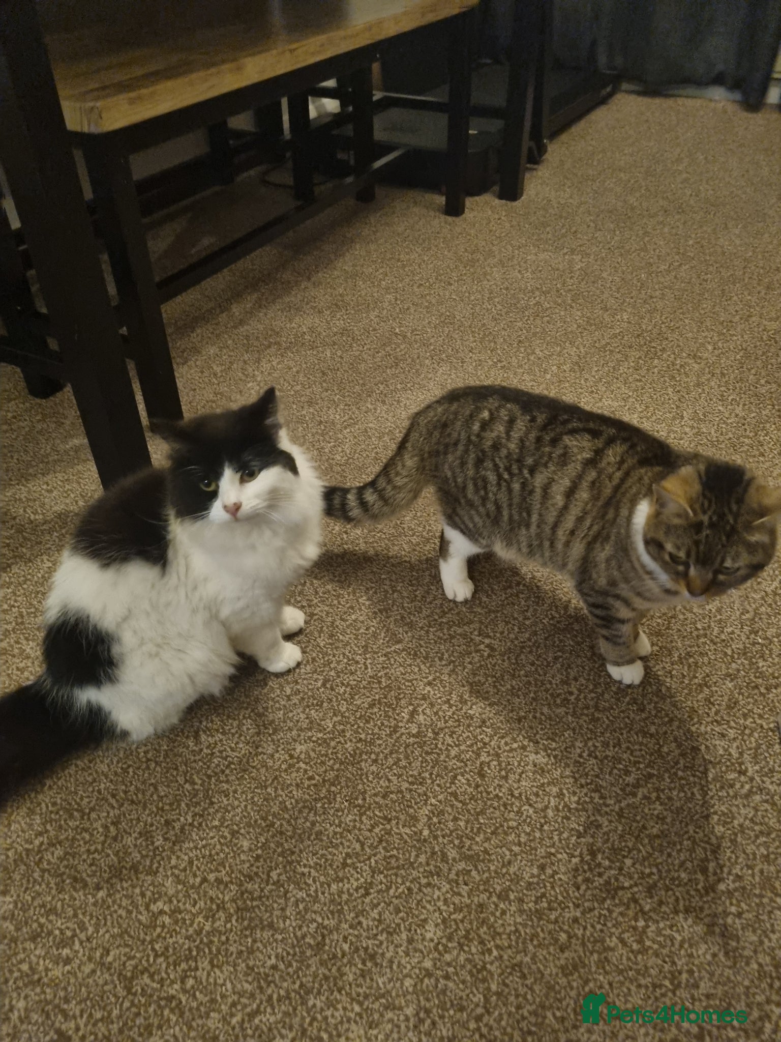 Domestic Shorthair cats 2 female cats for rehoming  - Advert 3