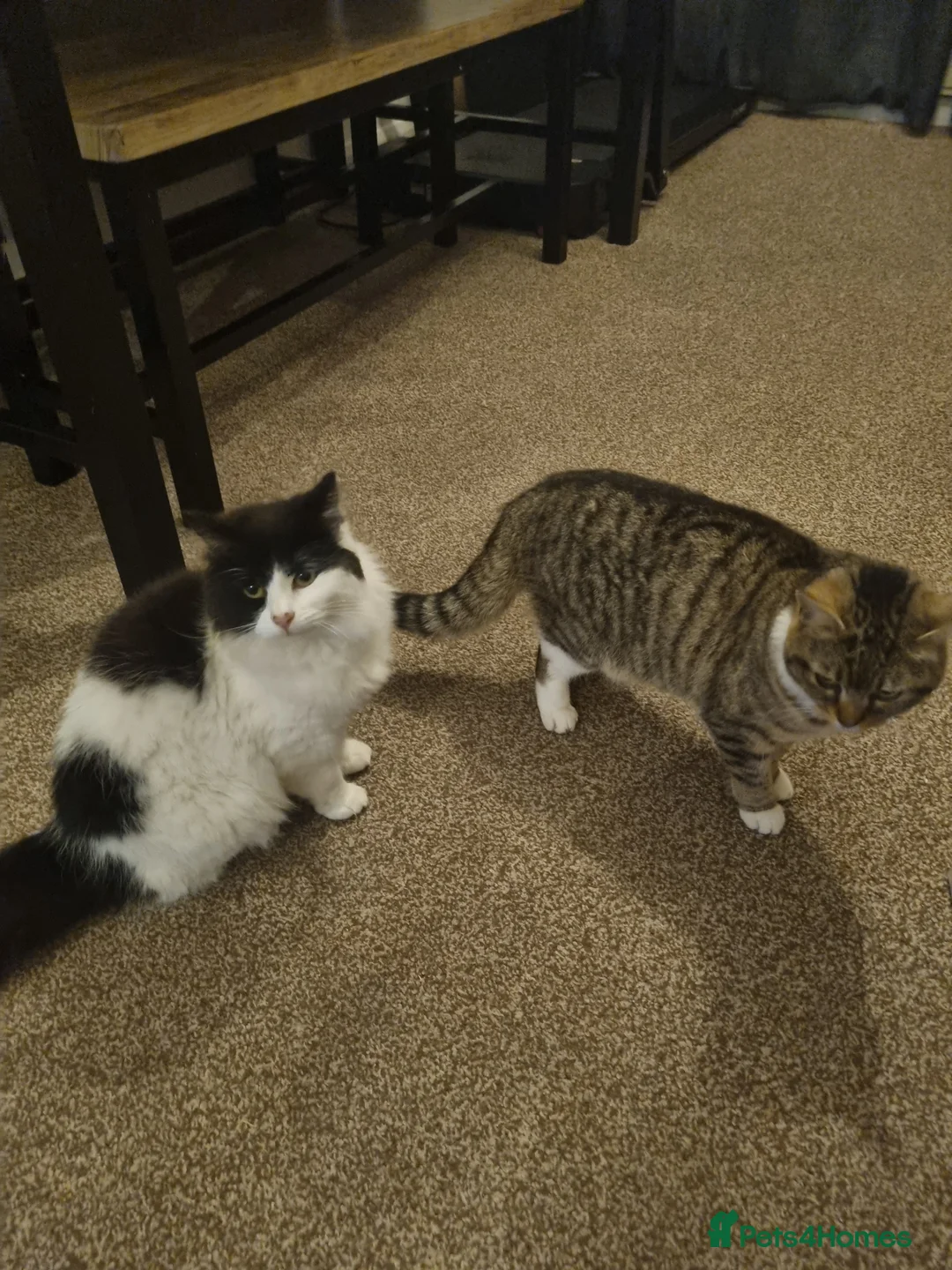 Domestic Shorthair cats for sale: 2 female cats for rehoming  in Bradford - Advert 1