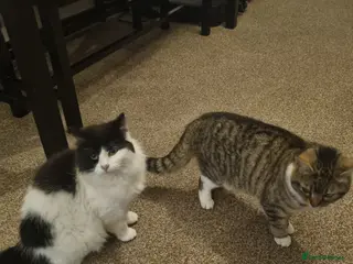 Domestic Shorthair cats 2 female cats for rehoming - Advert 4