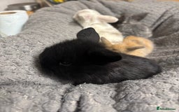 Mini Lion Lop rabbits for sale: Mini lion lops  - Image 5