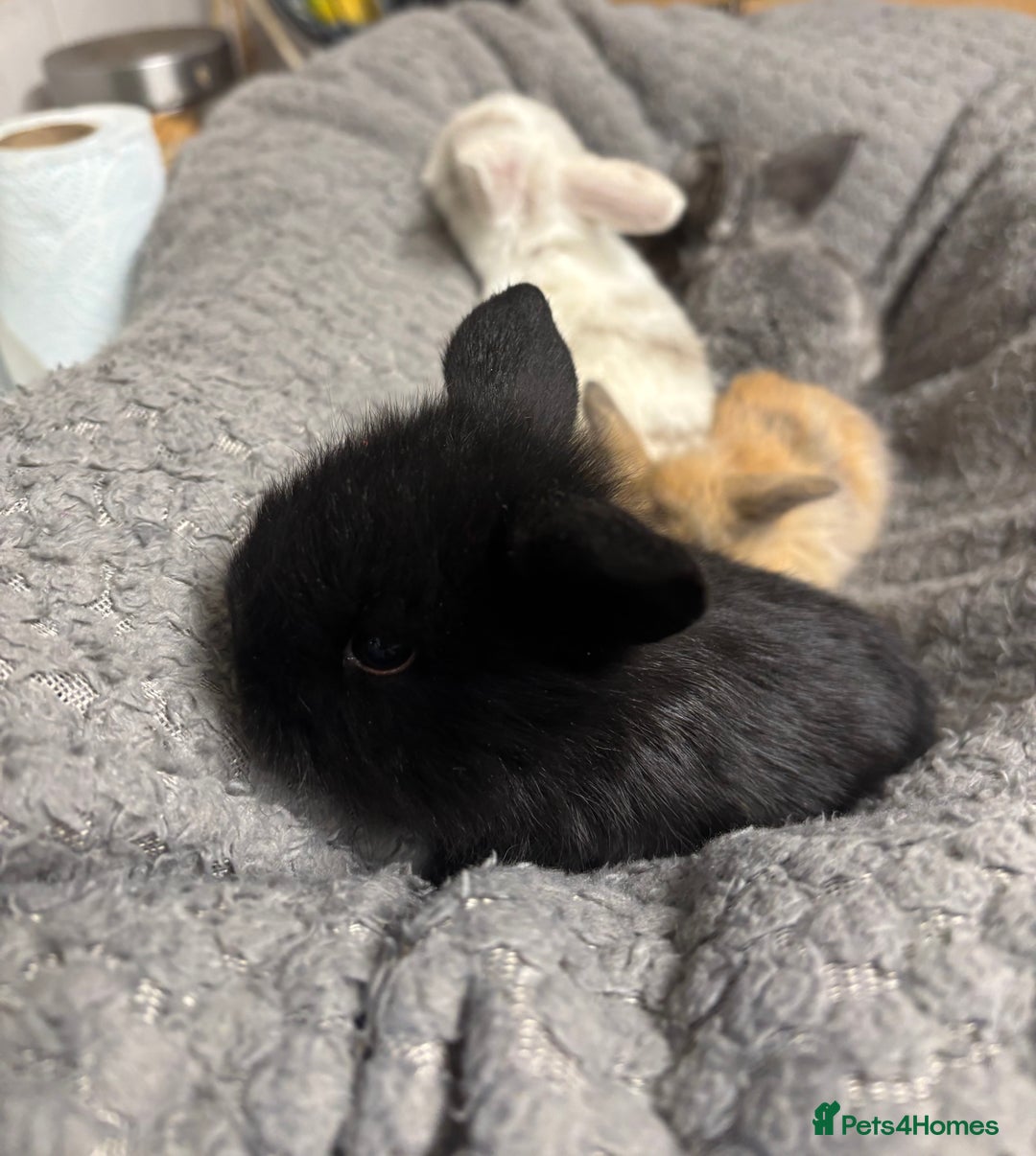 Mini Lion Lop rabbits for sale: Mini lion lops  - Image 5