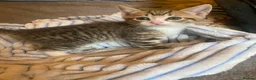 Mixed Breed cats for sale: Beautiful kittens  - Advert 14