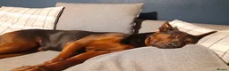 Chinese Red Dog dogs for sale: Chinese red dog male for re-home  in Walsall - Advert 6