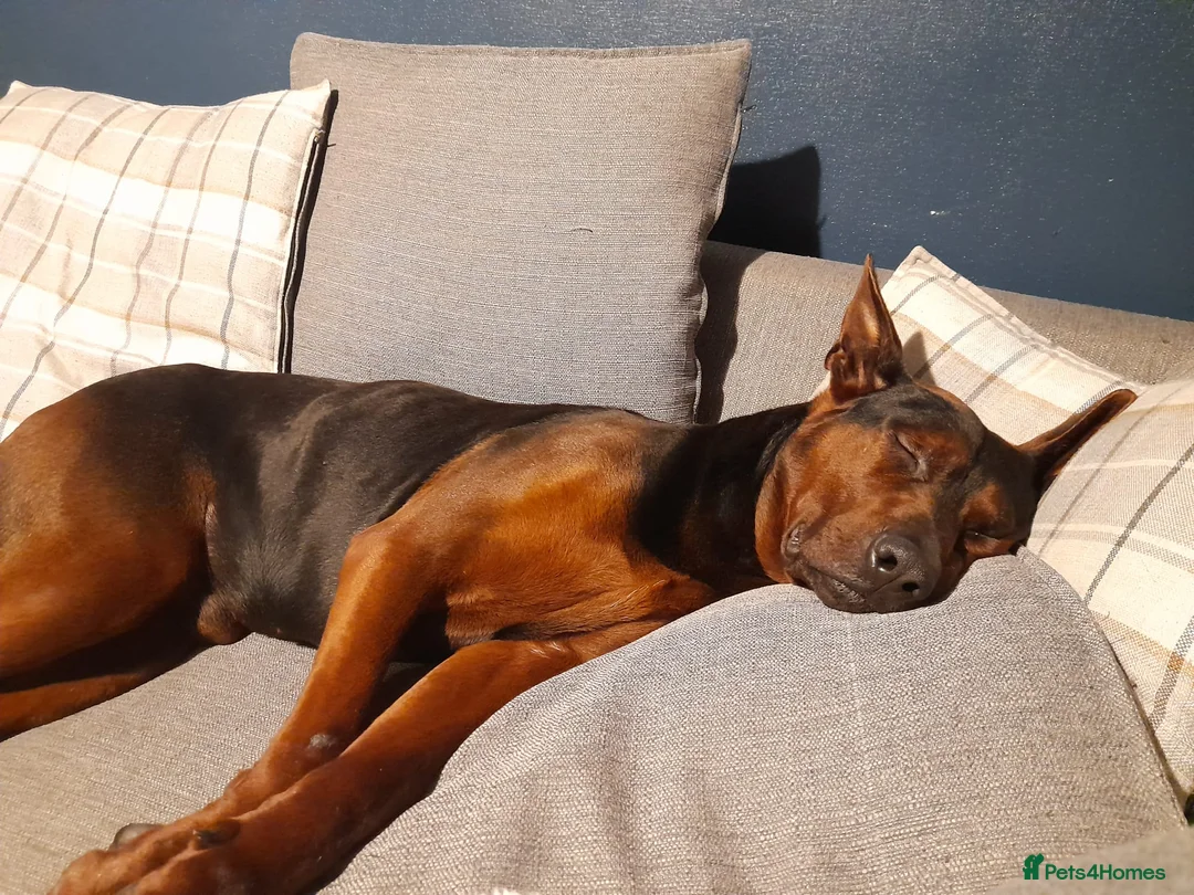 Chinese Red Dog dogs for sale: Chinese red dog male for re-home  in Walsall - Advert 6