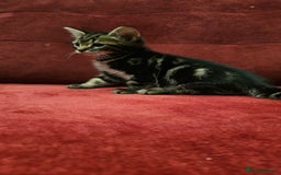 Mixed Breed cats for sale: adorable kittens are looking for a new home - Image 15
