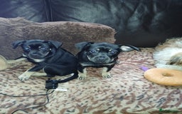 Mixed Breed dogs for sale: Pomchi x frenchie  - Image 3