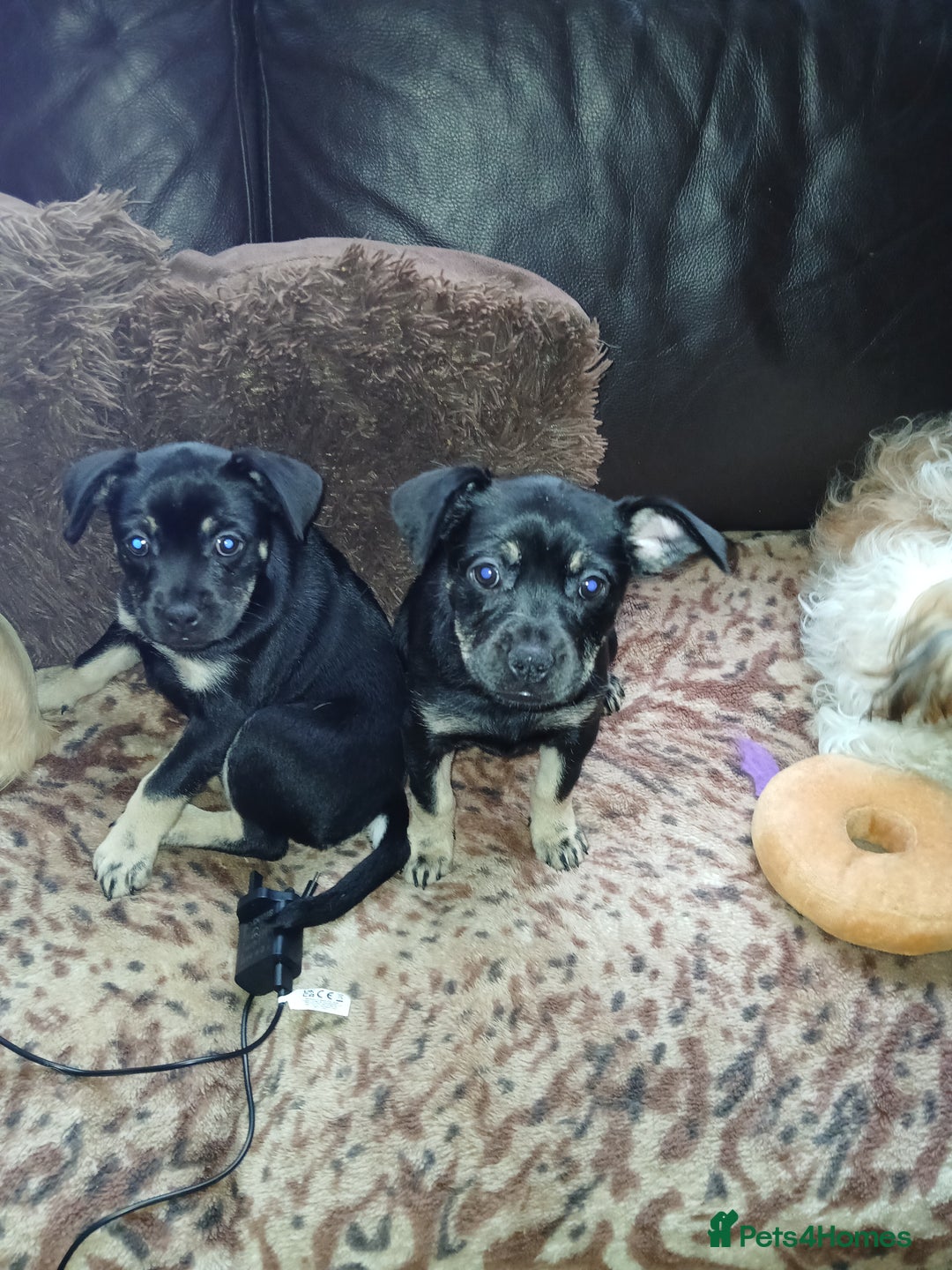 Mixed Breed dogs for sale: Pomchi x frenchie  - Image 3