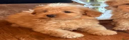 Mixed Breed dogs for sale: RARE STUNNING cute F1 cairn-oodles ❤️🐾 - Advert 12