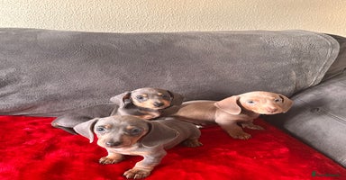 Miniature Dachshund dogs Beautiful smooth hair miniature dachshund  - Advert 6