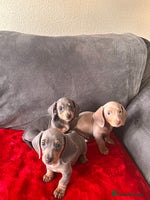 Miniature Dachshund dogs Beautiful smooth hair miniature dachshund - Advert 3
