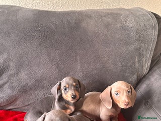 Miniature Dachshund dogs Beautiful smooth hair miniature dachshund - Advert 16