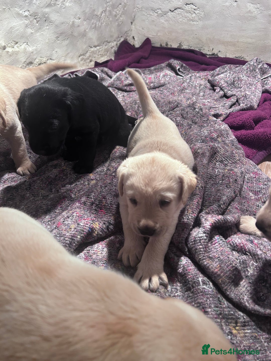Labrador Retriever dogs for sale: Beautiful KC Reg Lab Pups - Advert 10