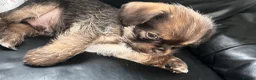 Mixed Breed dogs for sale: 3 beautiful shiranian cross pug puppies for sale.  - Advert 24