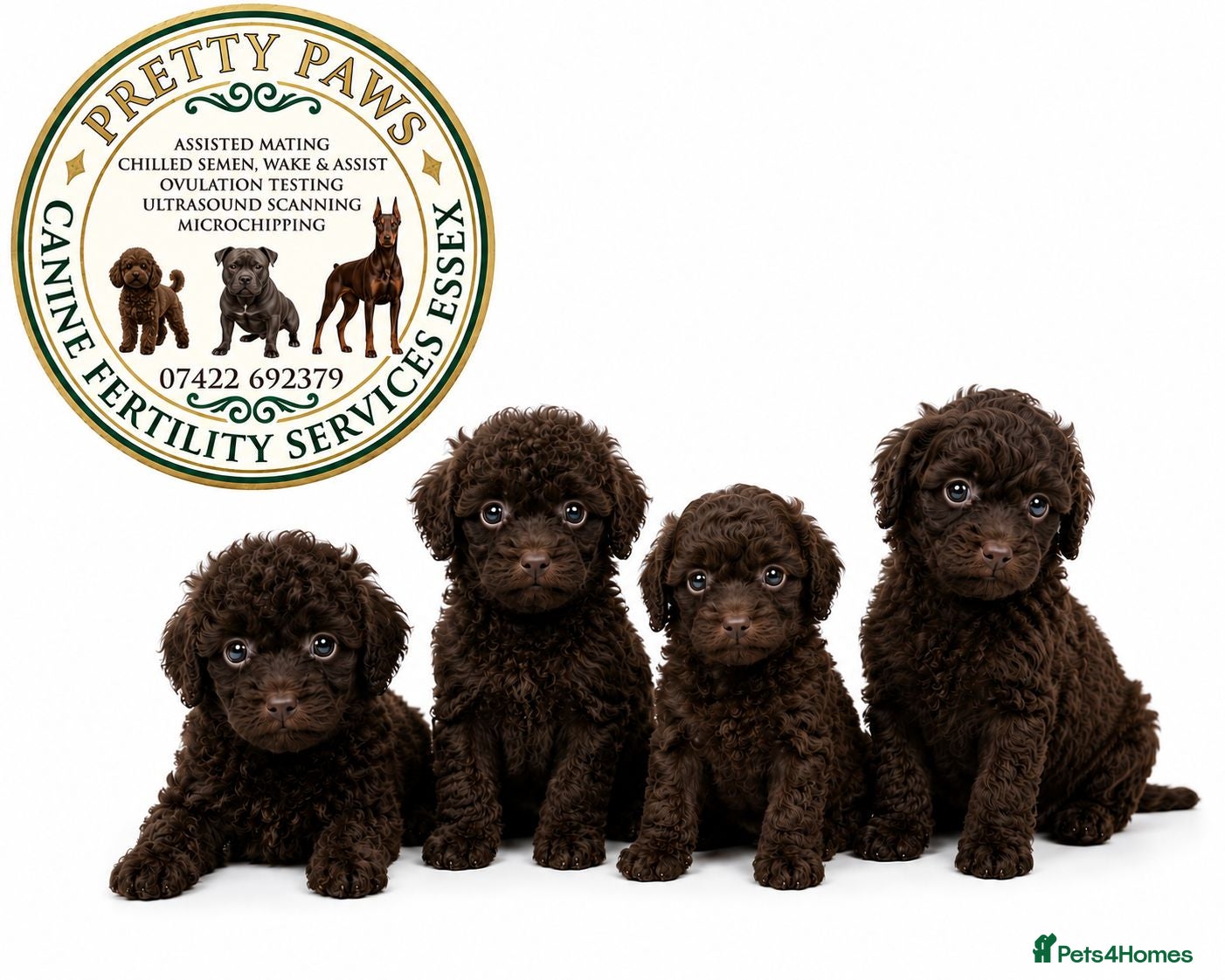 Toy Poodle dogs TINY Health clear Kc chocolate toy poodles  - Advert 18