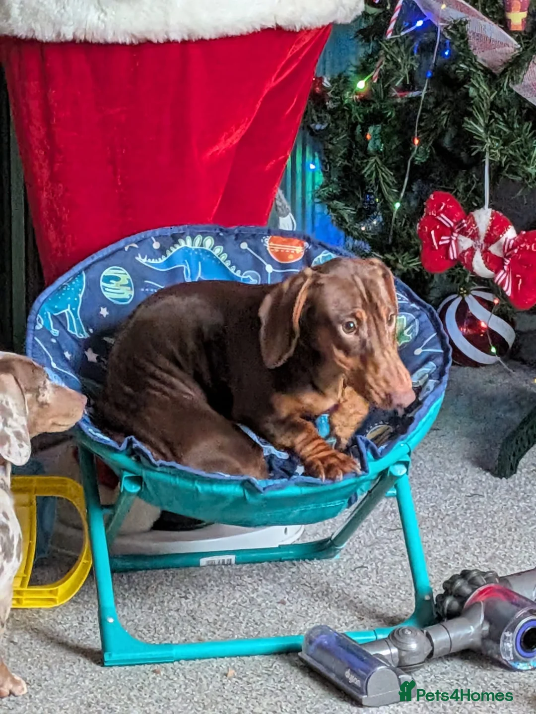 Dachshund dogs for sale: 2 dachshunds  - Advert 2