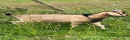 Goats livestock for sale: Intact male Anglo Nubian/Toggenburg/Boer cross - Advert 3