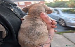 Dachshund dogs for sale: Daschund Puppies for sale  - Image 13