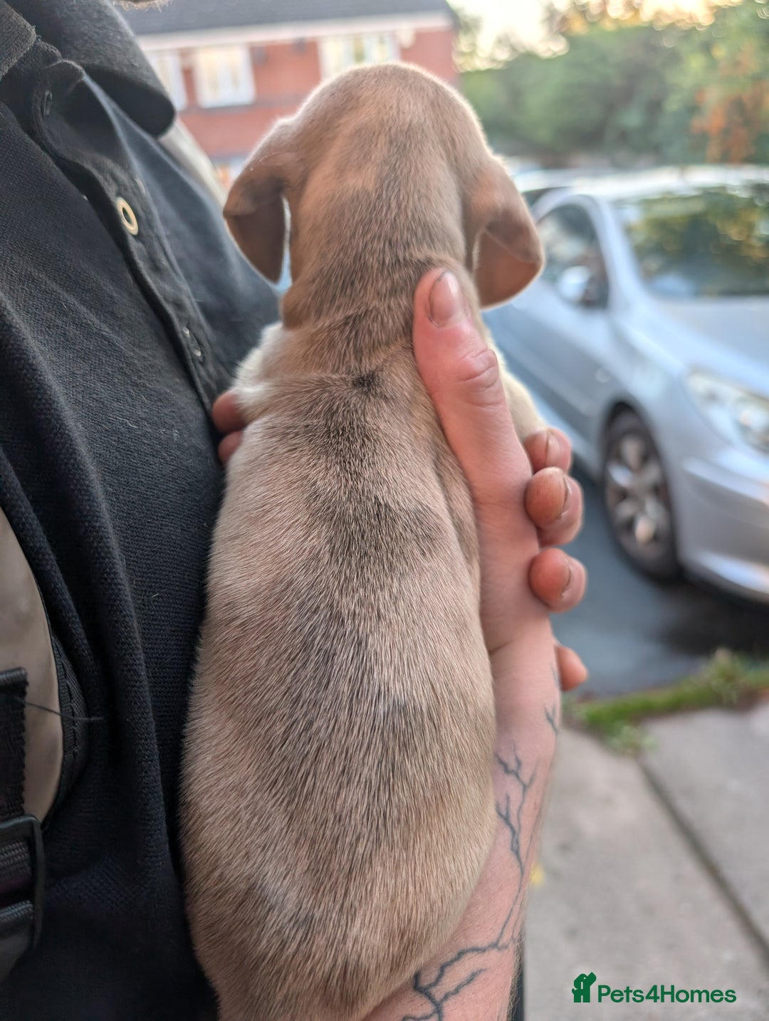 Dachshund dogs for sale: Daschund Puppies for sale  - Image 13