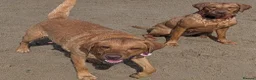 Labrador Retriever dogs for sale: Fox deep red Labrador KC Registered  - Advert 5