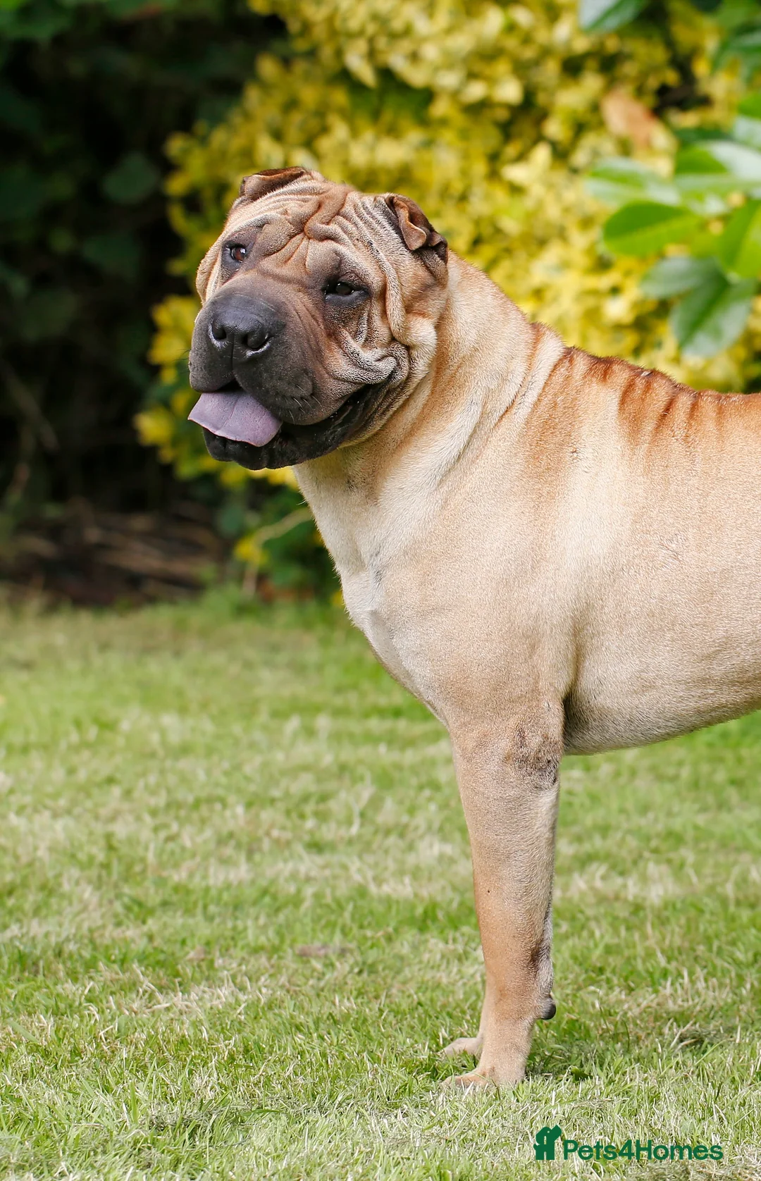 Shar Pei dogs for stud: Champion Shar Pei Stud in Doncaster - Advert 3
