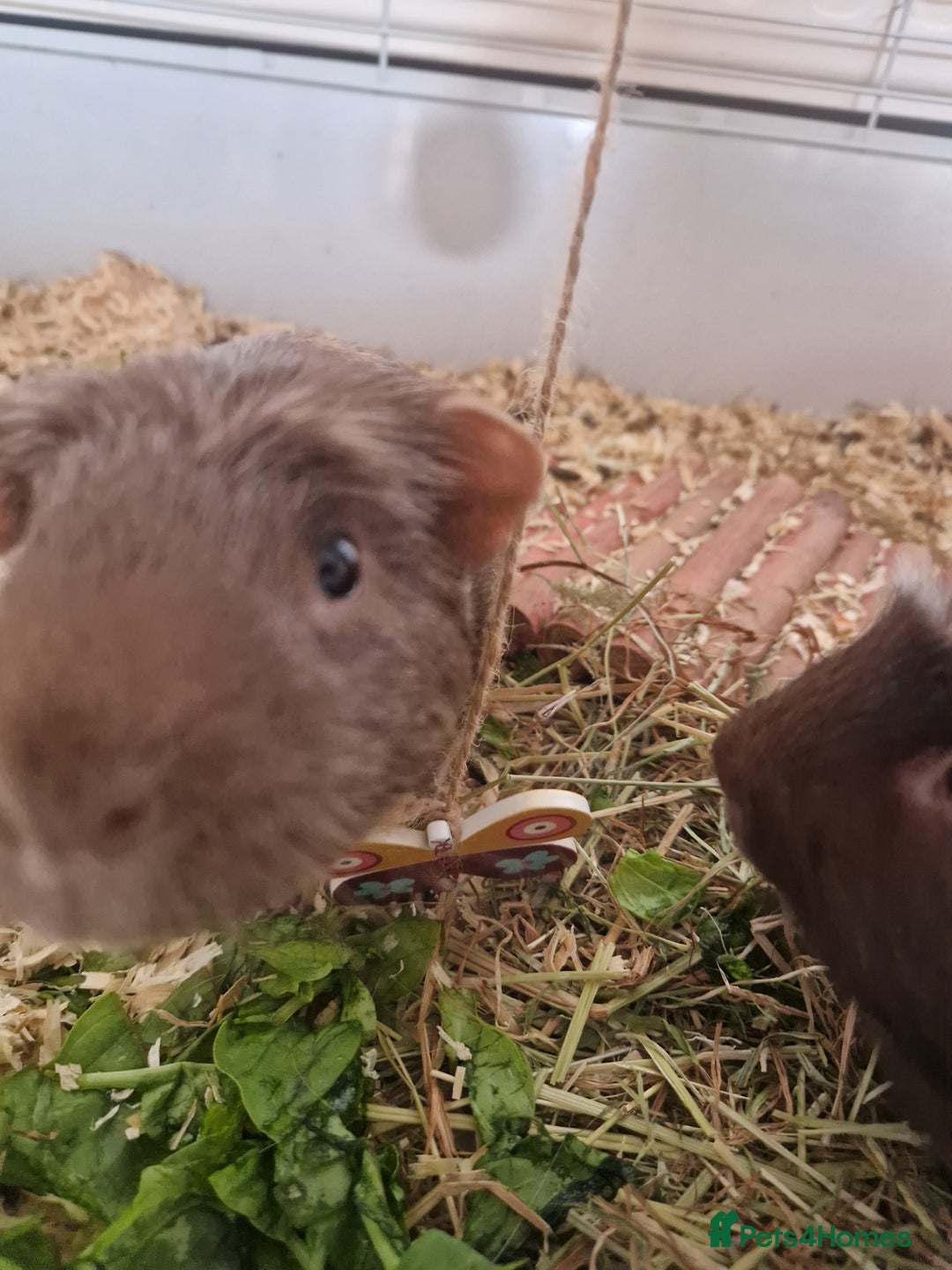 Guinea Pig rodents for sale: Guinea pig pair of calm males - Image 4