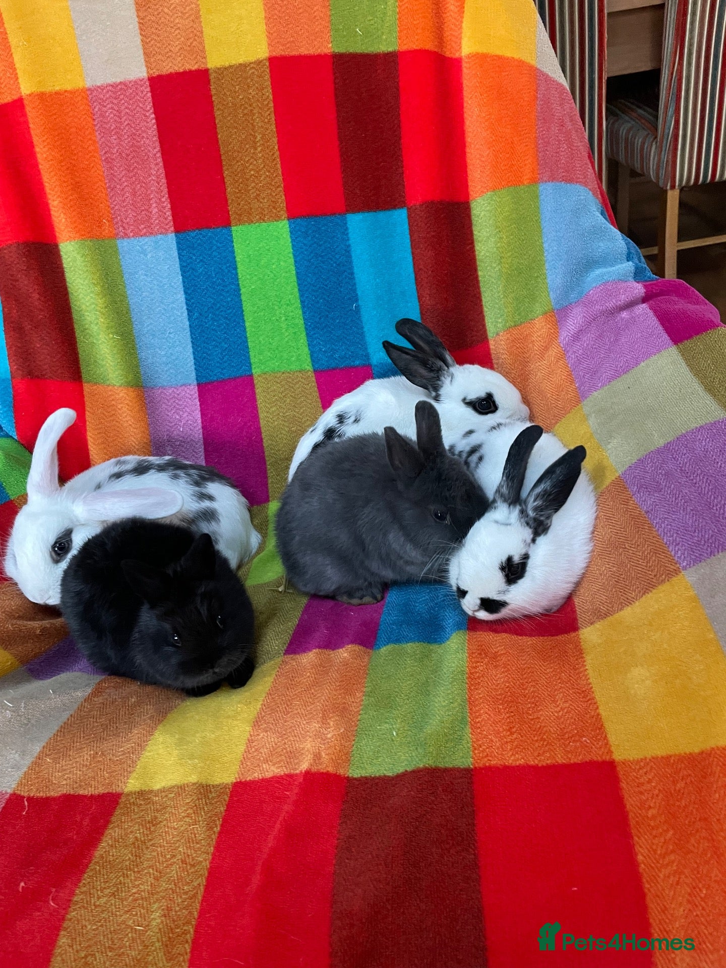 Mixed Breed rabbits  10 Weeks Old Mixed Bred Baby Rabbits.  - Advert 2