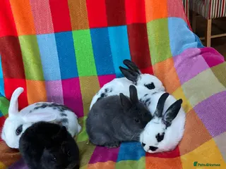 Mixed Breed rabbits 10 Weeks Old Mixed Bred Baby Rabbits. - Advert 2