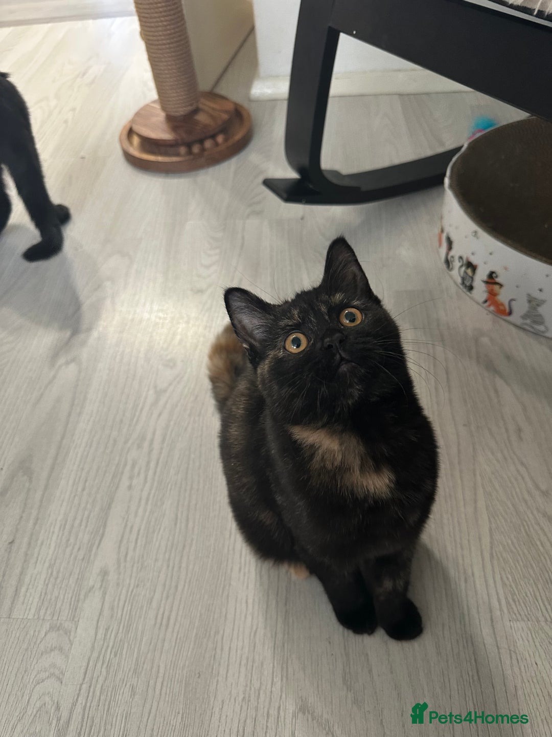 Mixed Breed cats for sale: British Short Hair Cross-Sphinx  - Advert 6