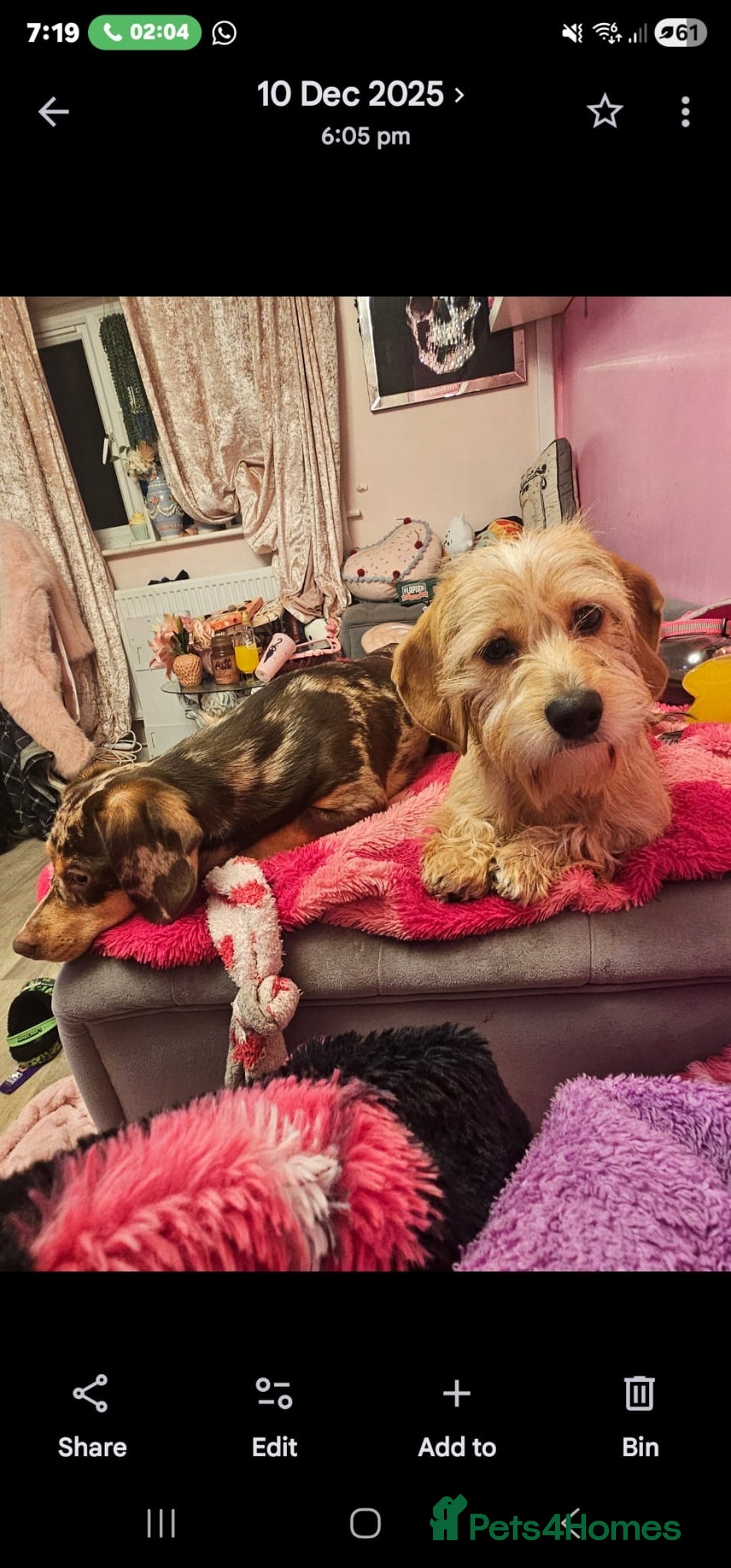 Dachshund dogs for sale: Gorgeous dachshund dogs for sale  - Advert 2