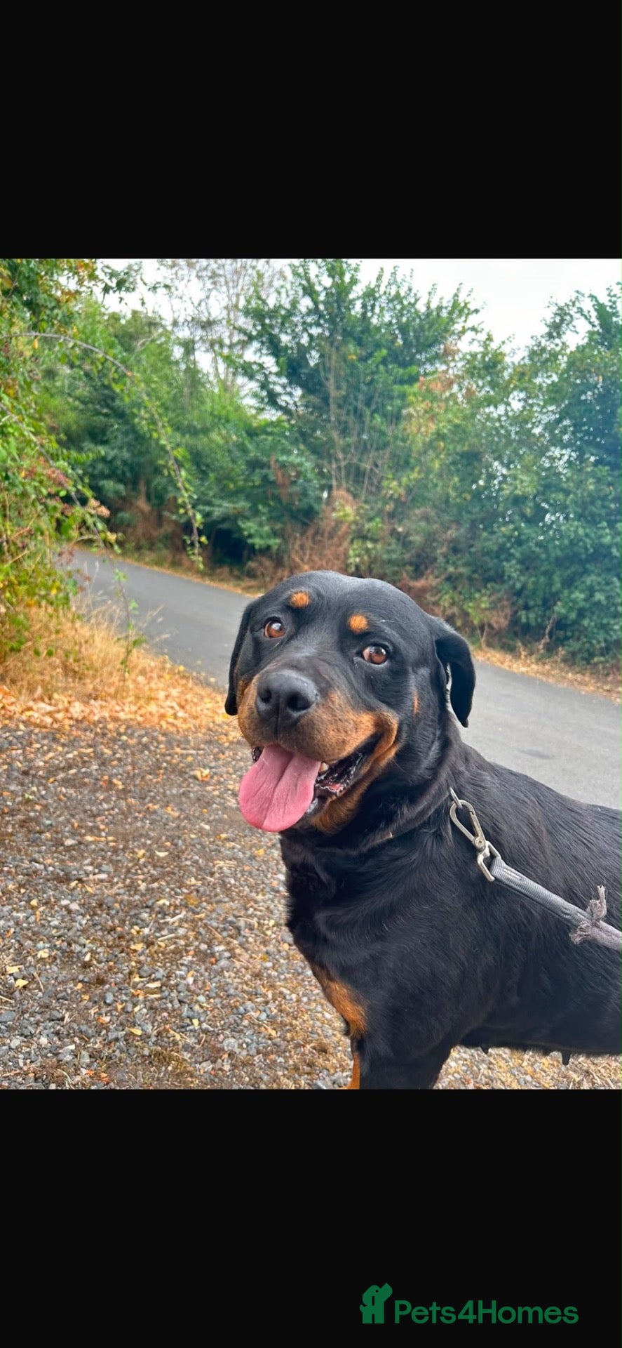 Rottweiler dogs Our lovely Shannon is looking for a forever home!  - Advert 2